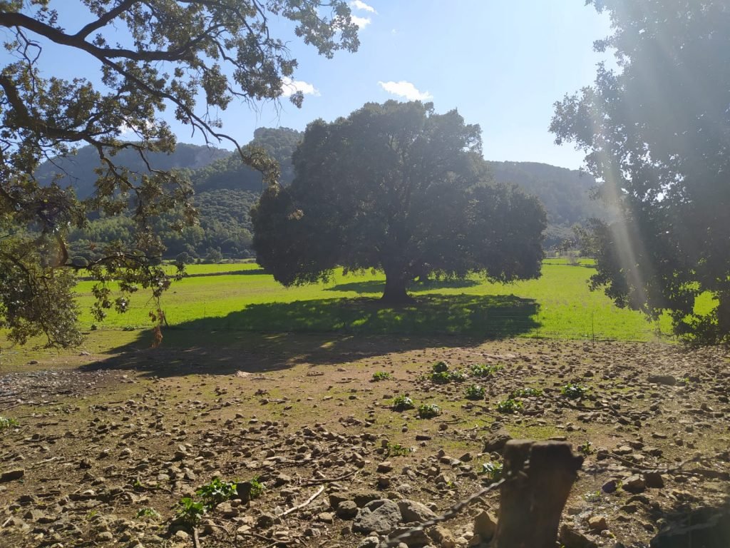 prado salt des freu