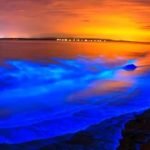 donde ver bioluminiscencia