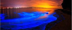donde ver bioluminiscencia